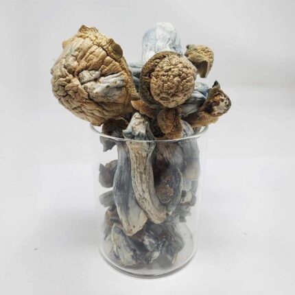 Blue Envy Shrooms